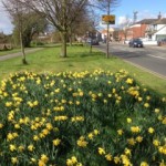 Daffodils flowering on the verge