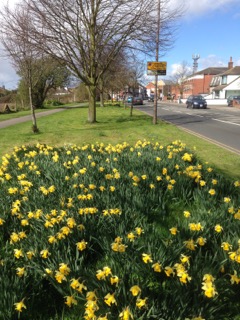 Daffodils flowering on the verge