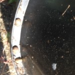 snails sheltering under a pot rim