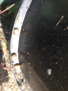 snails sheltering under a  pot rim