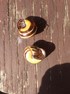 empty snail shells