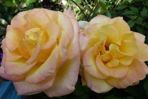 Two yellow rose blooms