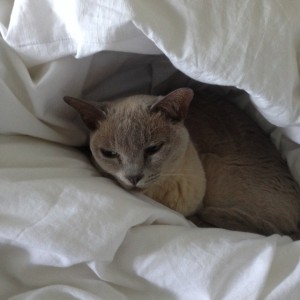 Cat sitting: cat snug under duvet