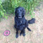 Picture of Alfie, flat-coat retriever