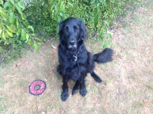 Picture of Alfie, flat-coat retriever