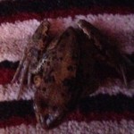 Frog indoors on carpet