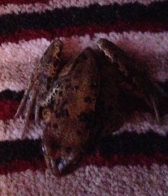 Frog indoors on carpet
