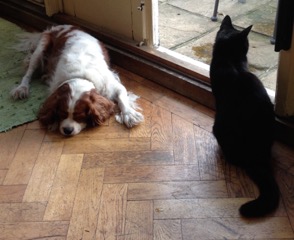 Dog and cat watching over door.