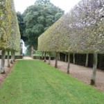 Hotnbeam lined walk at Hidcote Garden