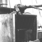 Pet parrot on her cage on board ship