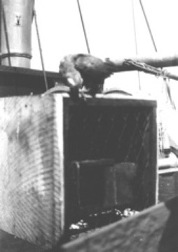 Pet parrot on her cage on board ship