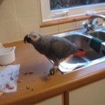 Parrot eating breakfast on the sink