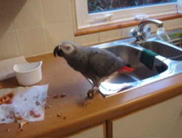 Parrot eating breakfast on the sink