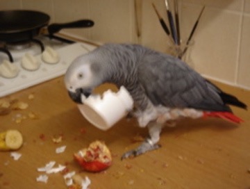 Parrot destroying polystyrene cup