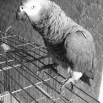 African Grey Parrot on cage/