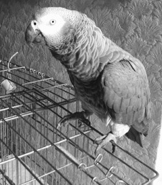 African Grey Parrot on cage/