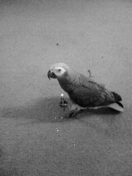 The parrot shredding a pencil