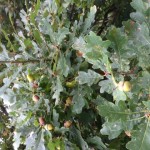 Acorns in autumn