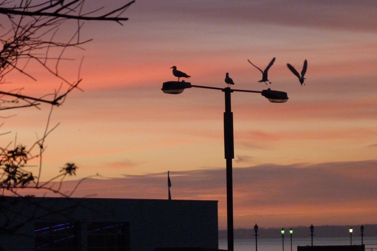 Seagulls landing on the lamp postt