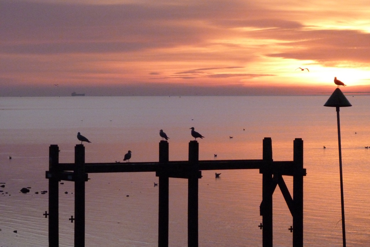 Seagulls on the jetty