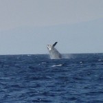 Whale rising out of sea