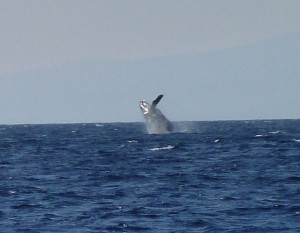 Whale rising out of sea