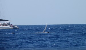 Pectoral whale fin