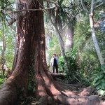 Hana Highway trail