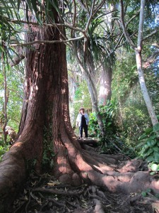 Hana Highway trail