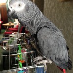 parrot on top of cage