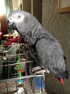 parrot on top of cage