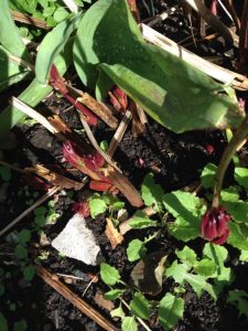 Peonies shooting up in April