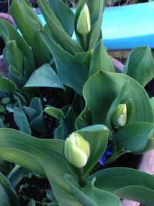 Tulip buds in April