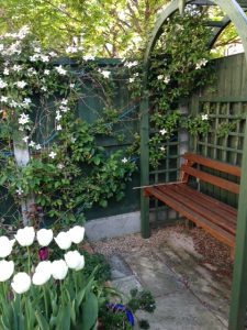 Garden bench and tulips