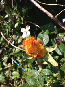 Yellow rosebud in my garden