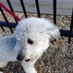 dog tied to fence