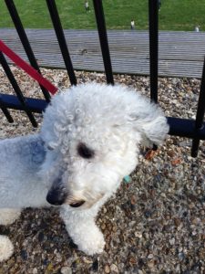 dog tied to fence