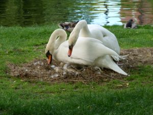nesting swans in Boston