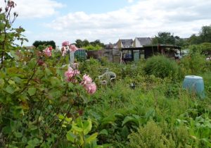 Springfield Road allotments