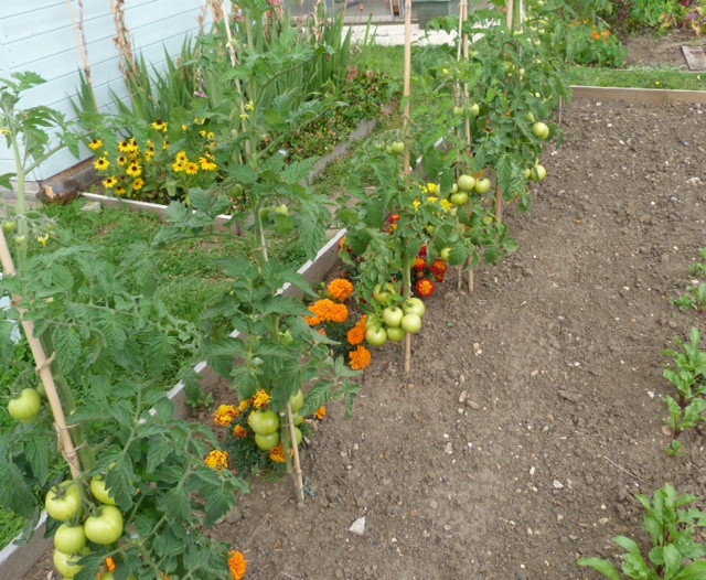 Companion planting on allotment