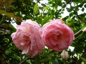 Petersham Nurseries