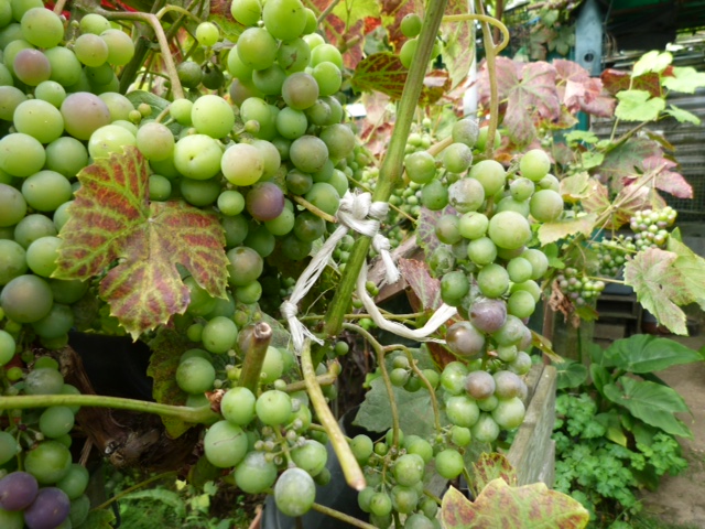 green grapes on alllotment