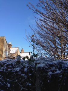 Yellow rose against sky and snow backgroundd