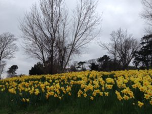 Easter daffodils