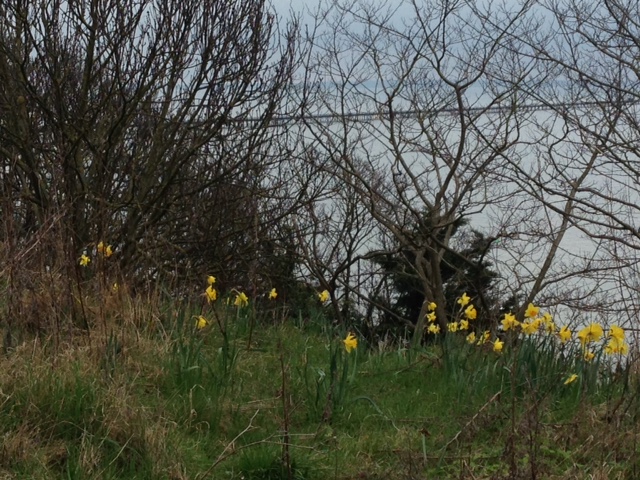 easter daffodils