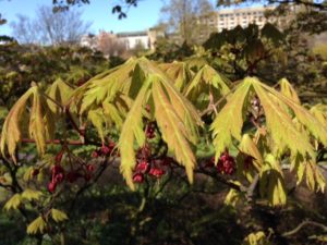 Opening leaves in gardens