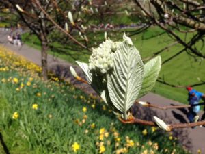 Bursting tree bud in Princes Street gardens