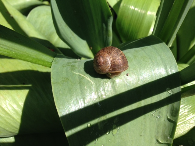 snails attacking tulip leaf