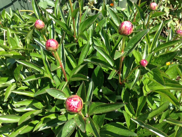 pink peony flowers