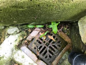 seedlings in May